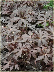 Bodziszek plamisty Espresso Geranium maculatum