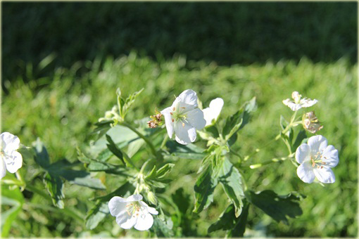 Bodziszek Richardsona Geranium richardsonii