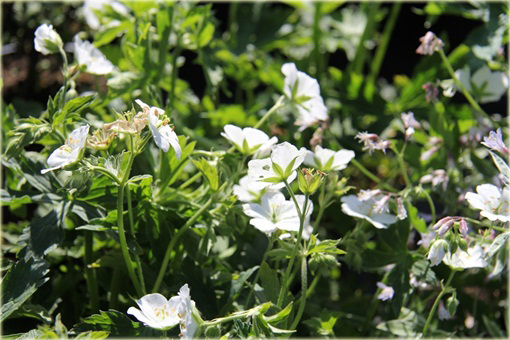 Bodziszek Richardsona Geranium richardsonii