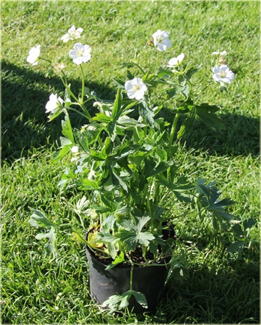 Bodziszek Richardsona Geranium richardsonii