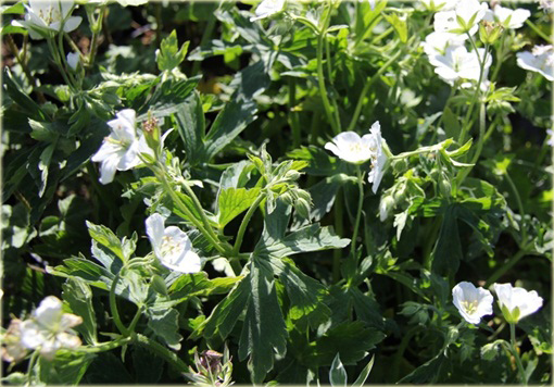 Bodziszek Richardsona Geranium richardsonii