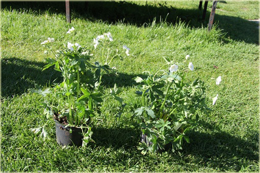 Bodziszek Richardsona Geranium richardsonii
