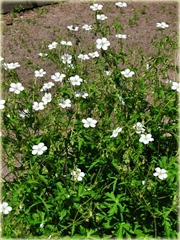 Bodziszek Richardsona Geranium richardsonii