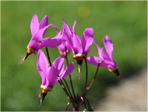 Bożykwiat Jeffreyi Dodecatheon jeffreyi