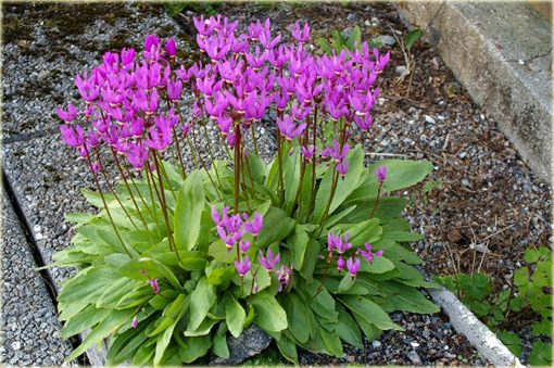 Bożykwiat Jeffreyi Dodecatheon jeffreyi