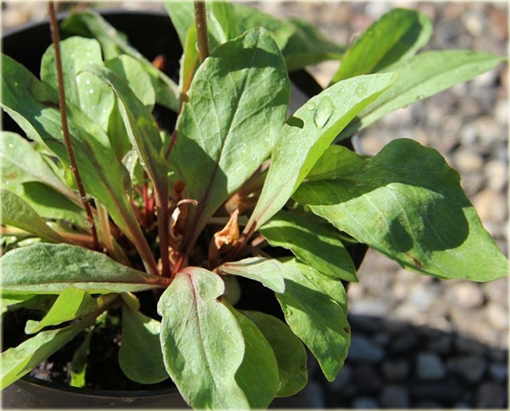 Bożykwiat Jeffreyi Dodecatheon jeffreyi