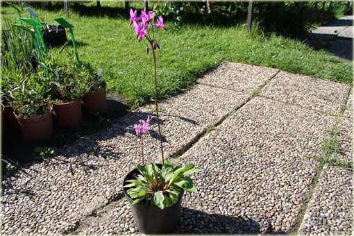 Bożykwiat Jeffreyi Dodecatheon jeffreyi