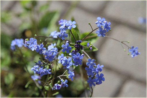 Brunera Alexanders Great Brunnera macrophylla