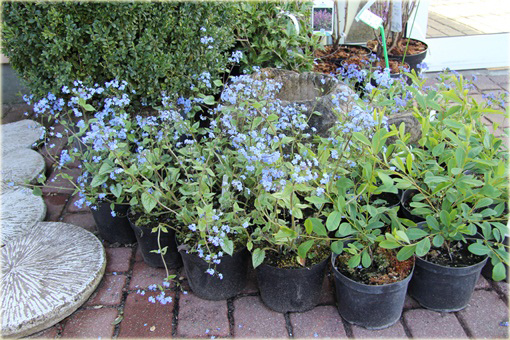 Brunera Alexanders Great Brunnera macrophylla