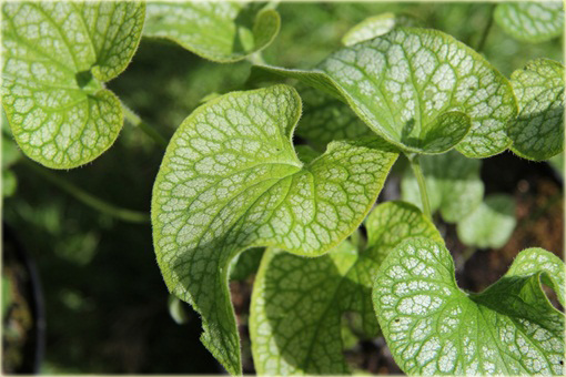 Brunera Alexanders Great Brunnera macrophylla