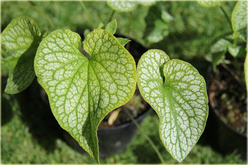 Brunera Alexanders Great Brunnera macrophylla