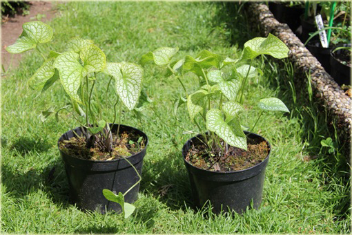 Brunera Alexanders Great Brunnera macrophylla