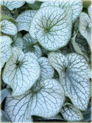 Brunera Alexanders Great Brunnera macrophylla