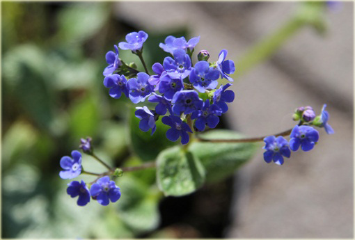 Brunera Sea Heart Brunnera macrophylla