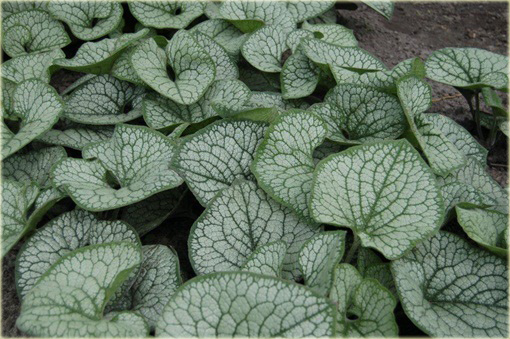 Brunera Sea Heart Brunnera macrophylla