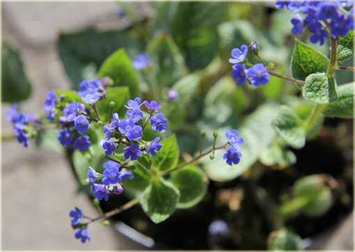 Brunera Sea Heart Brunnera macrophylla