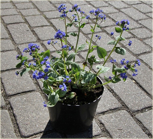 Brunera Sea Heart Brunnera macrophylla