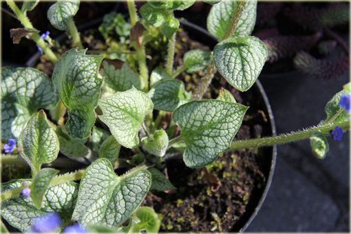 Brunera Sea Heart Brunnera macrophylla