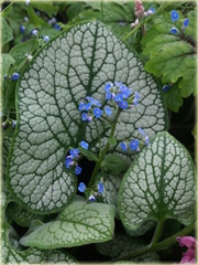 Brunera Sea Heart Brunnera macrophylla