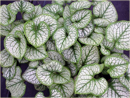 Brunnera wielkolistna Jack Frost Brunnera macrophylla