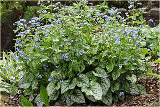Brunnera wielkolistna Jack Frost Brunnera macrophylla