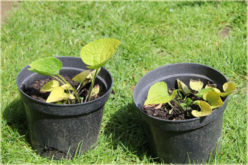 Brunnera wielkolistna Jack Frost Brunnera macrophylla