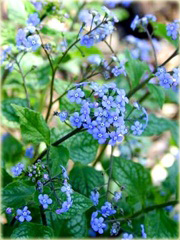 Brunnera wielkolistna Jack Frost Brunnera macrophylla