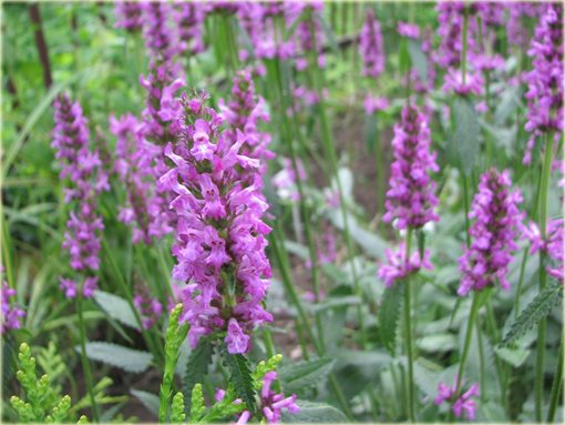 Bukwica zwyczajna Betonica officinalis