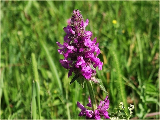 Bukwica zwyczajna Betonica officinalis