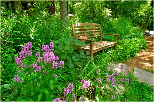 Bukwica zwyczajna Betonica officinalis