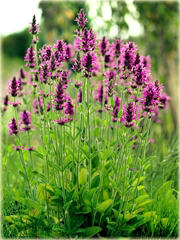 Bukwica zwyczajna Betonica officinalis