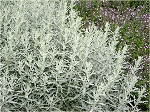 Bylica luizjańska Artemisia Ludoviciana