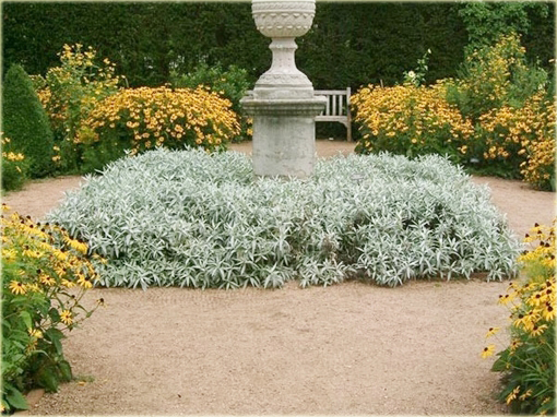 Bylica luizjańska Artemisia Ludoviciana