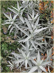  Bylica luizjańska Artemisia Ludoviciana