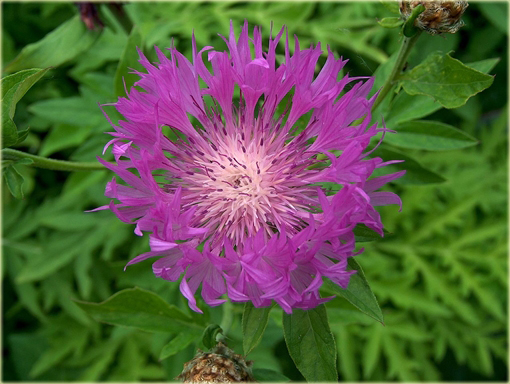 Chaber białawy Centaurea dealbata