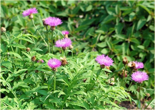 Chaber białawy Centaurea dealbata