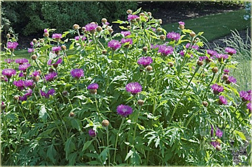 Chaber białawy Centaurea dealbata