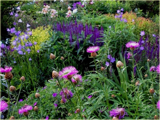 Chaber białawy Centaurea dealbata