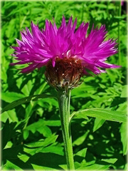 Chaber białawy Centaurea dealbata