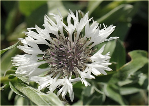 Chaber biały Centaurea montana alba
