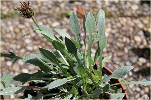 Chaber biały Centaurea montana alba
