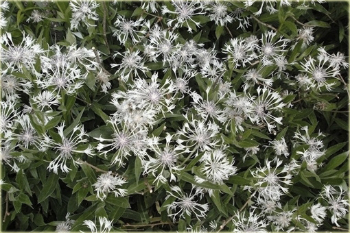 Chaber biały Centaurea montana alba
