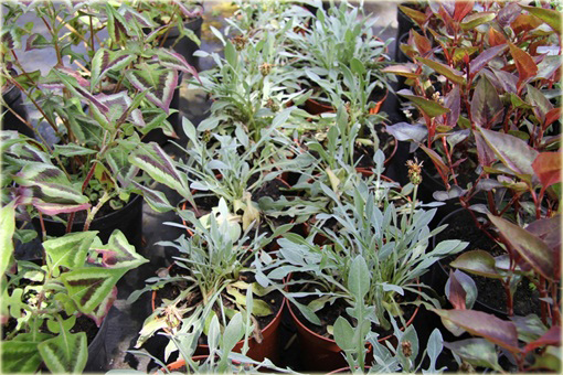 Chaber biały Centaurea montana alba
