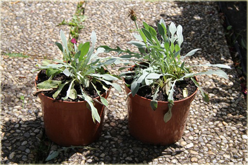 Chaber biały Centaurea montana alba

