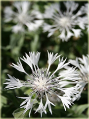 Chaber biały Centaurea montana alba
