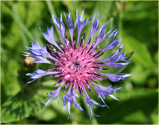 Chaber górski Centaurea montana
