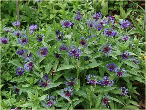Chaber górski Centaurea montana
