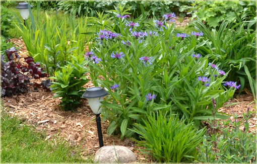 Chaber górski Centaurea montana
