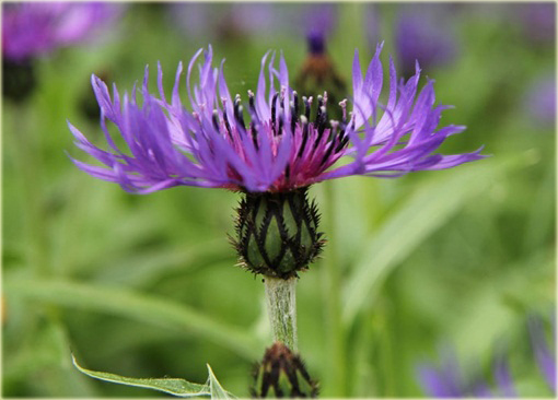 Chaber górski Centaurea montana
