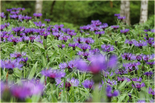 Chaber górski Centaurea montana
